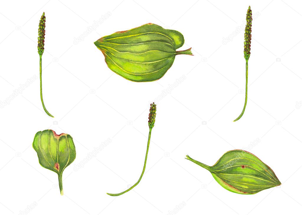 Plantain realistic summer plant. Clipart of wild growing medicinal herb parts. Watercolor hand painted isolated elements on white background.