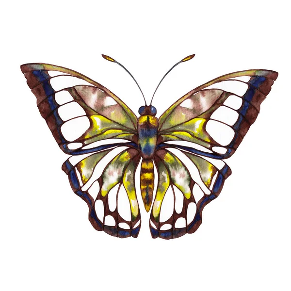 Великий Метелик Коричневого Жовтого Зеленого Синього Кольорів Вид Зверху Акварельний — стокове фото