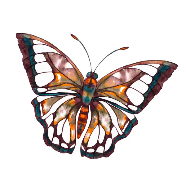 Großer Schmetterling Braunen Orangen Und Grünblauen Farben Nahaufnahme Von Oben — Stockfoto