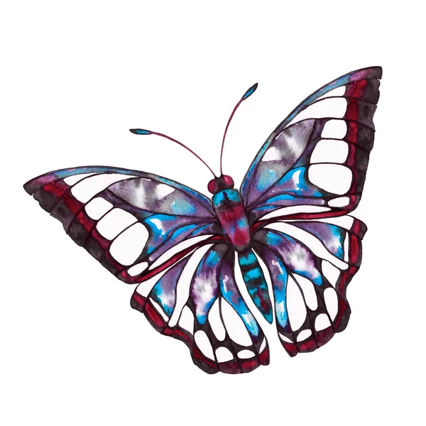 Sarmaşık Gri Mavi Renklerde Büyük Kelebek Üst Manzarayı Kapatın Beyaz — Stok fotoğraf