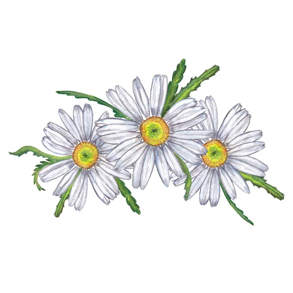 Beautiful Sticker Design Card Invitation Realistic White Garden Romomile Цветущие — стоковое фото