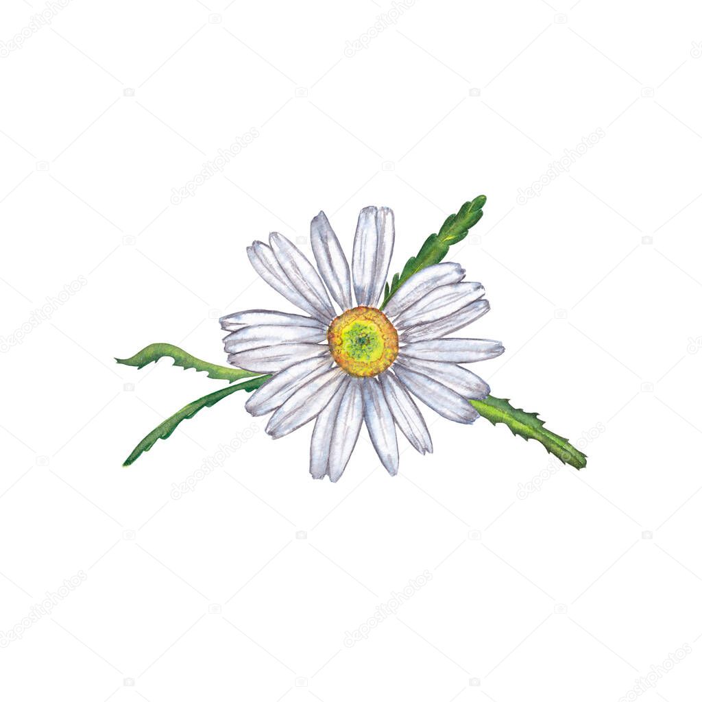 Beautiful sticker design, card of realistic chamomile summer bloom flower with leaves. Watercolor hand painted isolated elements on white background.