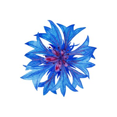 Gerçekçi mavi bahçe çiçeğinin tasviri. Renkli yaz çiçekleri en üstte. Suluboya el resmi beyaz arkaplan üzerine izole öge.