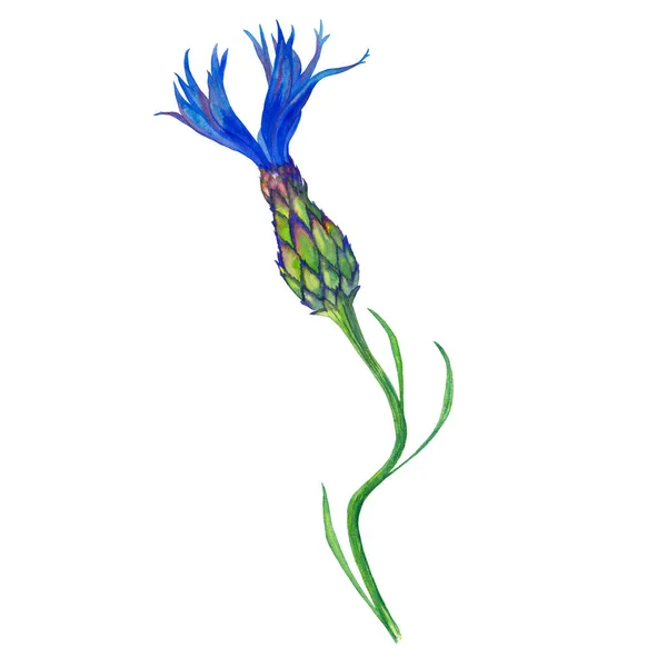 Illustration Der Realistischen Blauen Garten Kornblume Bunte Sommerblütenknospen Auf Gewundenen — Stockfoto