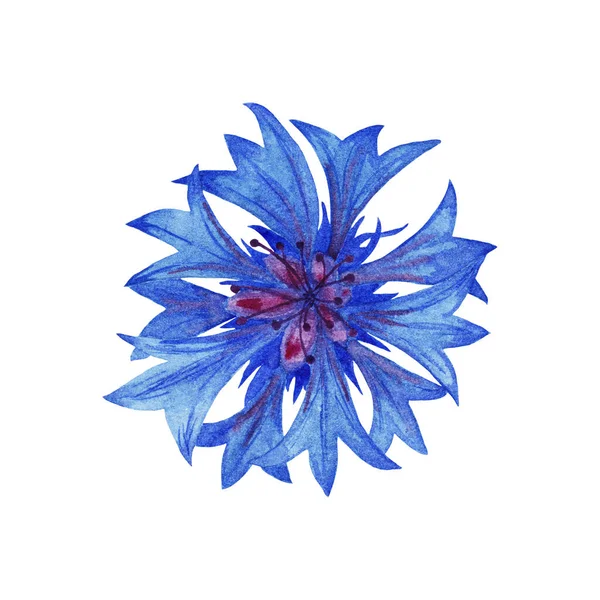 Ilustração Cornflower Jardim Azul Realista Flor Verão Colorido Vista Superior — Fotografia de Stock