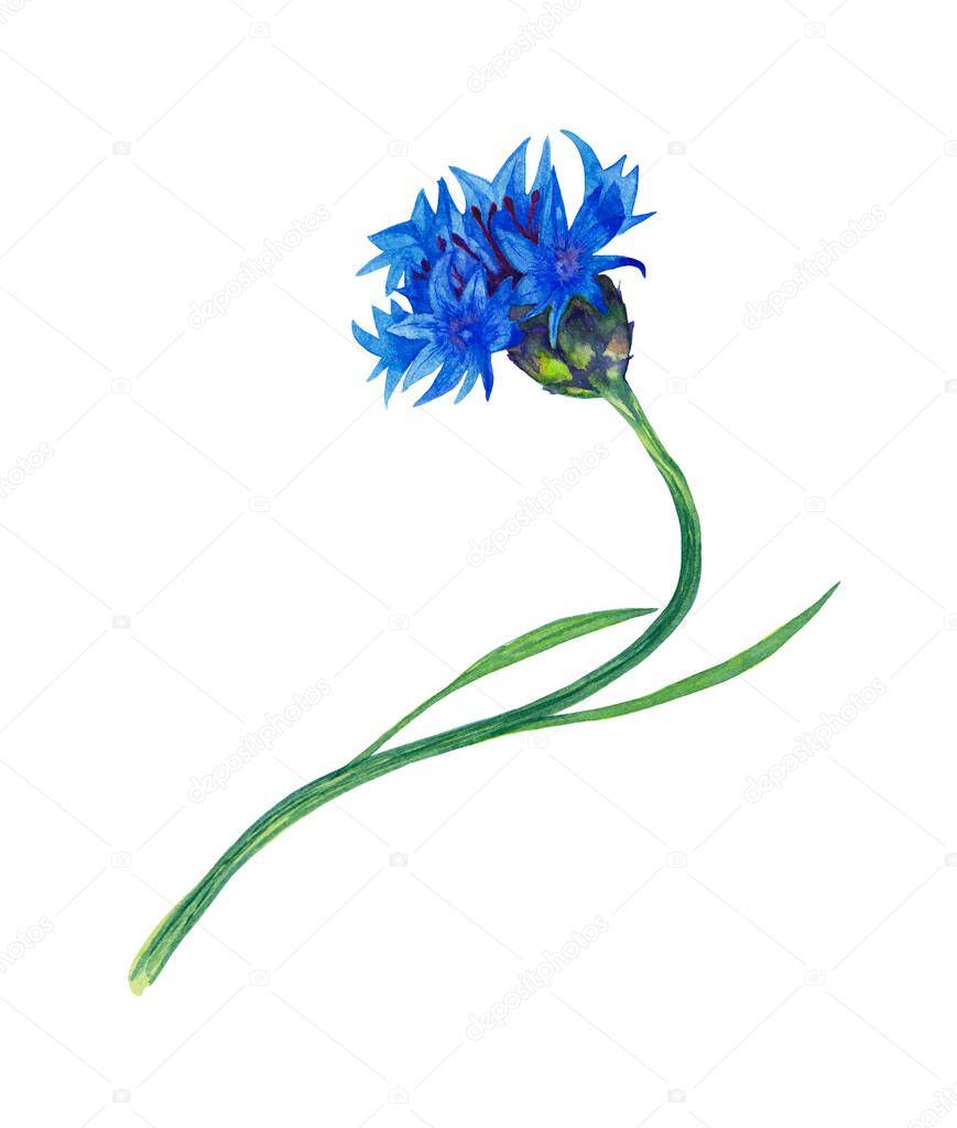 Illustration of realistic blue garden cornflower. Colorful summer bloom flower on winding stem with leaves. Watercolor hand painted isolated element on white background.