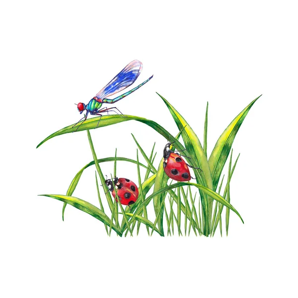 Kort Utformning Sommar Gräsmatta Växter Med Insekter Illustration Grönt Gräs — Stockfoto