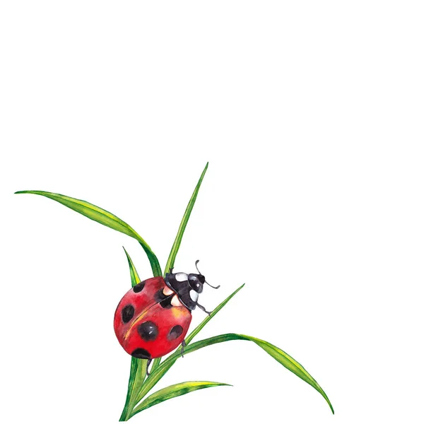 Наклейка Дизайну Літніх Рослин Газонів Комахами Ілюстрація Зеленої Трави Сонечком — стокове фото
