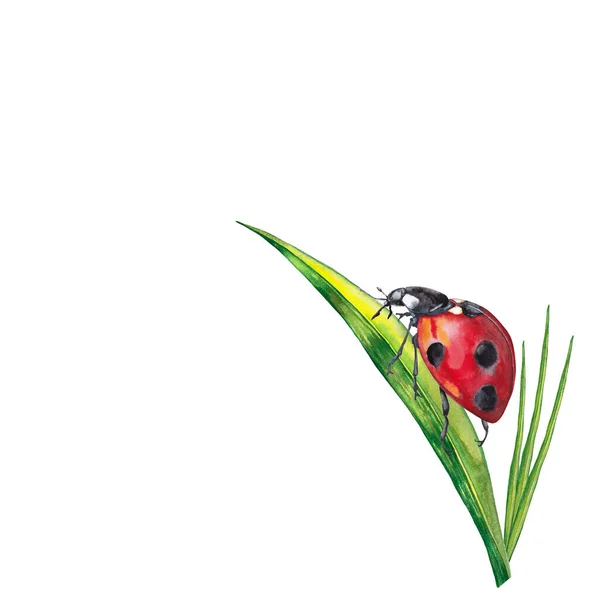 Nálepka Letní Trávníkové Rostliny Hmyzem Ilustrace Zelené Trávy Beruškou Velkém — Stock fotografie