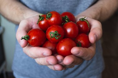 Elinde taze ev yapımı kiraz domates. Close
