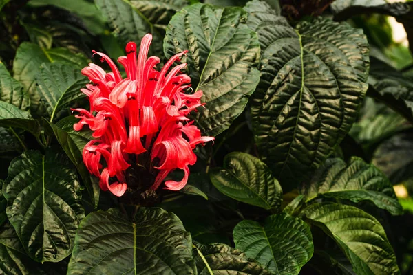 Red flower on the background of leaves. Beautiful bloom of an unusual flower of flamingo, Jacobinia red,Justicia carnea. Natural background