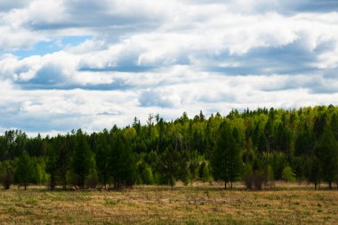 Bulutlu havalarda yaz aylarında kozalaklı orman. Ekran koruyucu için arka plan