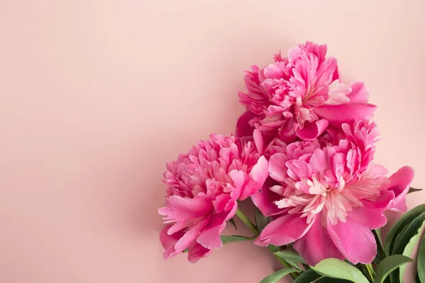 Pastel arka planda güzel pembe şakayık çiçekleri. Tebrik kartı, dekoratif çiçek kompozisyonu. Üst görünüm, düz görünüm, kopyalama alanı