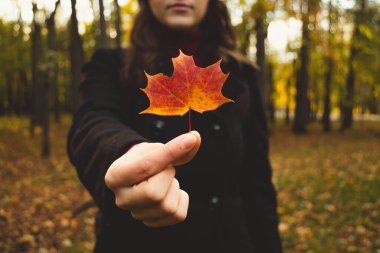 Kadınların elinde sonbahar akçaağaç yaprağı. Kapat.