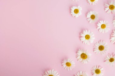 Pembe arka planda papatya çiçekleri. Minimum çiçek kompozisyonu. Yaz ya da bahar konsepti. Üst görünüm, düz görünüm, kopyalama alanı