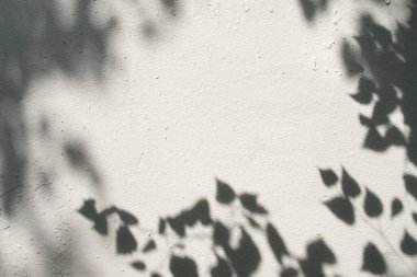 Ağacın gölgeleri beyaz alçılı duvarda. Doğa soyut arkaplan