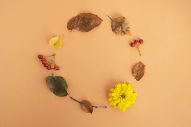 Sonbahar kompozisyonu. Turuncu arka planda yapraklardan ve çiçeklerden yapılmış bir çelenk. Tebrik kartı, Şükran Günü, sonbahar sezonu. Üst görünüm, düz görünüm, kopyalama alanı