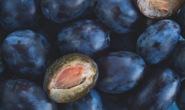 Taze bahçe erikleri. Yeni hasat. Doğal doku, aşçılık geçmişi. Kapat, üst görünüm