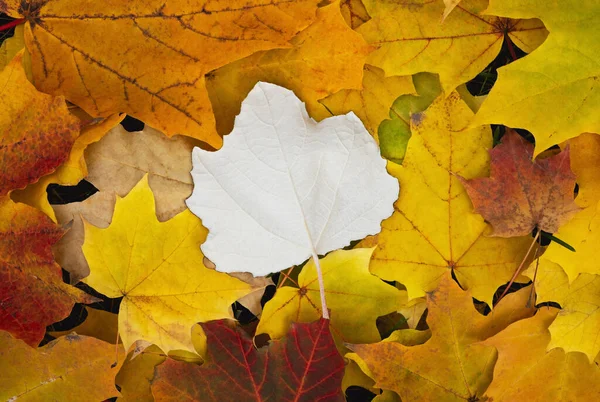 Colorful autumn maple leaves background. One leaf is different color. Minimal nature composition, fall season. Top view