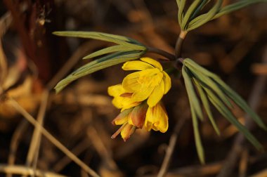 Güzel ilk bahar çiçeği. Sarı renk. Gün batımı ışınları Kuru Çim arka planda çekildi. Kahverengi arka plan. Close. Modern Soyut Tasarım poster, kart tasarımı.