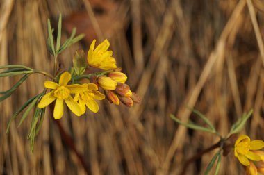 Güzel ilk bahar çiçeği. Sarı renk. Gün batımı ışınları Kuru Çim arka planda çekildi. Kahverengi arka plan. Close. Modern Soyut Tasarım poster, kart tasarımı.