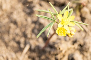 Güzel ilk bahar çiçeği. Sarı renk. Gün batımı ışınları Kuru Çim arka planda çekildi. Kahverengi arka plan. Close. Modern Soyut Tasarım poster, kart tasarımı.