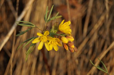 Güzel ilk bahar çiçeği. Sarı renk. Gün batımı ışınları Kuru Çim arka planda çekildi. Kahverengi arka plan. Close. Modern Soyut Tasarım poster, kart tasarımı.