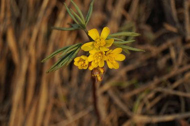Güzel ilk bahar çiçeği. Sarı renk. Gün batımı ışınları Kuru Çim arka planda çekildi. Kahverengi arka plan. Close. Modern Soyut Tasarım poster, kart tasarımı.