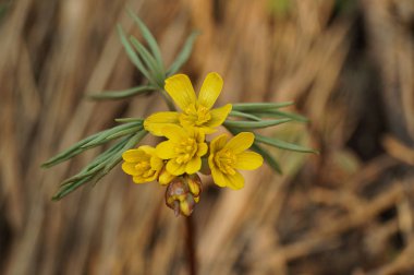 Güzel ilk bahar çiçeği. Sarı renk. Gün batımı ışınları Kuru Çim arka planda çekildi. Kahverengi arka plan. Close. Modern Soyut Tasarım poster, kart tasarımı.