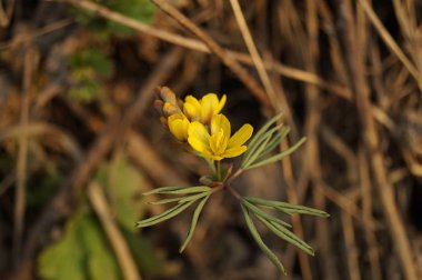 Güzel ilk bahar çiçeği. Sarı renk. Gün batımı ışınları Kuru Çim arka planda çekildi. Kahverengi arka plan. Close. Modern Soyut Tasarım poster, kart tasarımı.