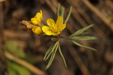 Güzel ilk bahar çiçeği. Sarı renk. Gün batımı ışınları Kuru Çim arka planda çekildi. Kahverengi arka plan. Close. Modern Soyut Tasarım poster, kart tasarımı.