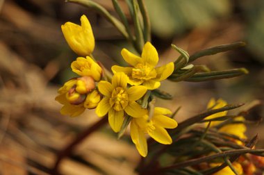 Güzel ilk bahar çiçeği. Sarı renk. Gün batımı ışınları Kuru Çim arka planda çekildi. Kahverengi arka plan. Close. Modern Soyut Tasarım poster, kart tasarımı.