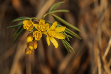 Güzel ilk bahar çiçeği. Sarı renk. Gün batımı ışınları Kuru Çim arka planda çekildi. Kahverengi arka plan. Close. Modern Soyut Tasarım poster, kart tasarımı.