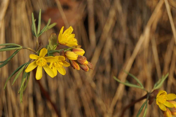 Güzel ilk bahar çiçeği. Sarı renk. Gün batımı ışınları Kuru Çim arka planda çekildi. Kahverengi arka plan. Close. Modern Soyut Tasarım poster, kart tasarımı.