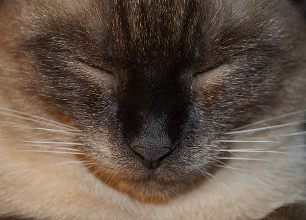Duży Ważny Kot Zbliżenie Kot Odpoczywa Zsquinted Oczy — Zdjęcie stockowe