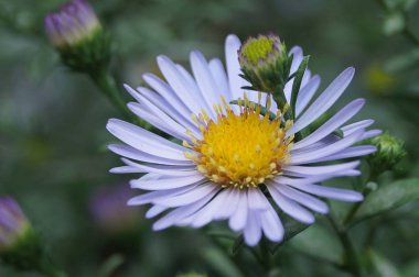 Krizantem çiçeği, yakın çekim, makro. Büyük ve nazik.