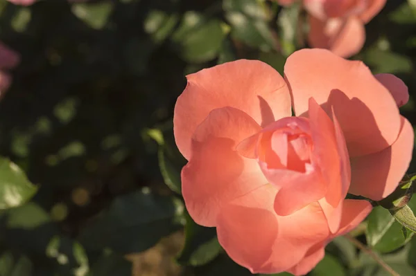 淡いオレンジローズクローズアップ 新鮮で繊細な花 明るい夏の太陽の光の中で朝に撮影 — ストック写真