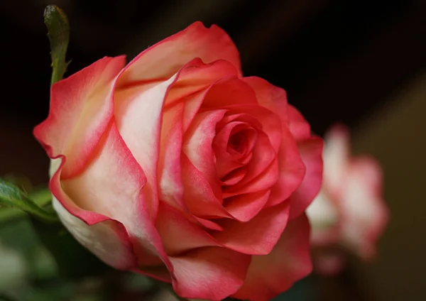 Härligt Mjukt Rosa Ros Närbild Blomstrar Knopp — Stockfoto