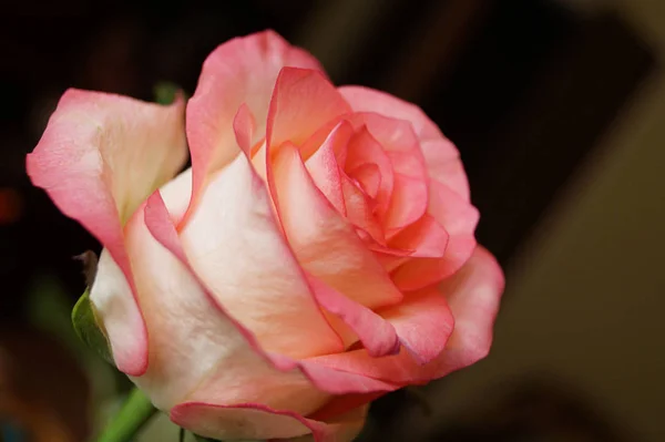 Härligt Mjukt Rosa Ros Närbild Blomstrar Knopp — Stockfoto