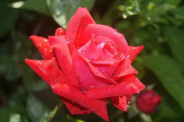Rosa Escarlate Brilhante Aproximou Flor Fresca Delicada Nas Gotas Flores — Fotografia de Stock