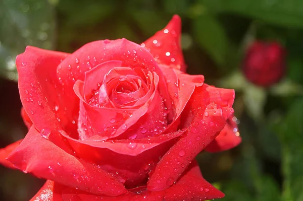 Rosa Escarlate Brilhante Aproximou Flor Fresca Delicada Nas Gotas Flores — Fotografia de Stock