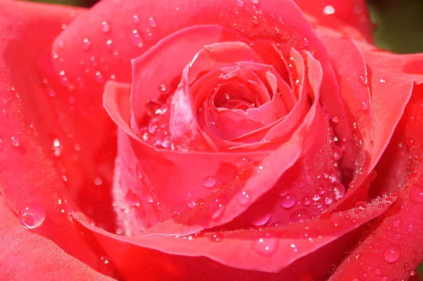 Κόκκινο Τριαντάφυλλο Σταγόνες Δροσιάς Στο Μπουμπούκι Γκρο Πλαν — Φωτογραφία Αρχείου