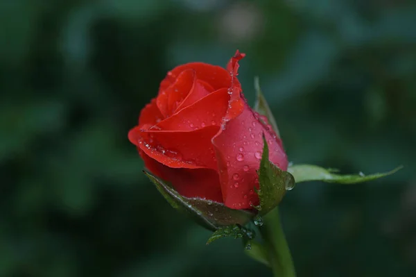 Rosa Vermelha Gotas Orvalho Botão Close — Fotografia de Stock