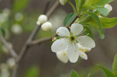 Dekorasyon tasarımı için Elma çiçeği. Bahar çiçeği. Bahçe çiçeği. Doğa arka planı. Elma çiçeği suluboya. Çiçekli duvar kağıdı. Pembe sakura. Gökyüzü mavisi.