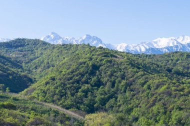 Mavi zemin üzerinde güzel yeşil illüstrasyon. Yeşil dağ ormanı manzarası. Güzel bir bahar manzarası. Dağ turizmi, yürüyüş. Güneşli bahar günü. Panoramik manzara.