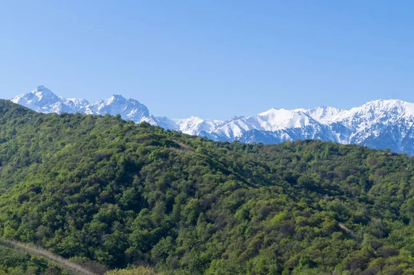 Mavi zemin üzerinde güzel yeşil illüstrasyon. Yeşil dağ ormanı manzarası. Güzel bir bahar manzarası. Dağ turizmi, yürüyüş. Güneşli bahar günü. Panoramik manzara.