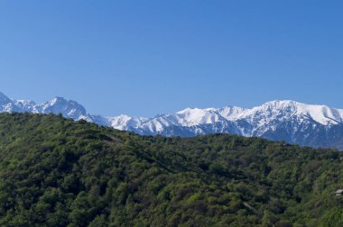 Mavi zemin üzerinde güzel yeşil illüstrasyon. Yeşil dağ ormanı manzarası. Güzel bir bahar manzarası. Dağ turizmi, yürüyüş. Güneşli bahar günü. Panoramik manzara.