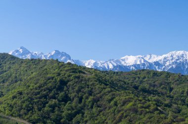 Mavi zemin üzerinde güzel yeşil illüstrasyon. Yeşil dağ ormanı manzarası. Güzel bir bahar manzarası. Dağ turizmi, yürüyüş. Güneşli bahar günü. Panoramik manzara.
