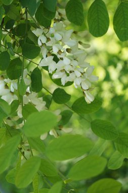 Akasya çiçekler Doğa arka plan. Bahar doğal zemin illüstrasyon. Ağaç dekorasyonu. Açık soyut arka plan. Organik Illustration. Yeşil akasya çiçekler Doğa arka plan ile desen.  