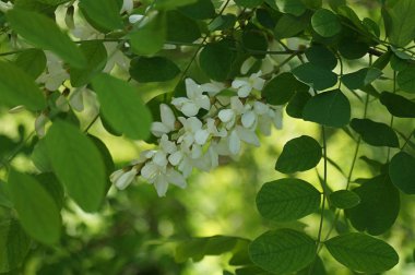 Akasya çiçekler Doğa arka plan. Bahar doğal zemin illüstrasyon. Ağaç dekorasyonu. Açık soyut arka plan. Organik Illustration. Yeşil akasya çiçekler Doğa arka plan ile desen.  